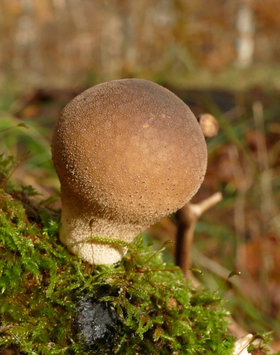 P1040972Morganella1024.jpg