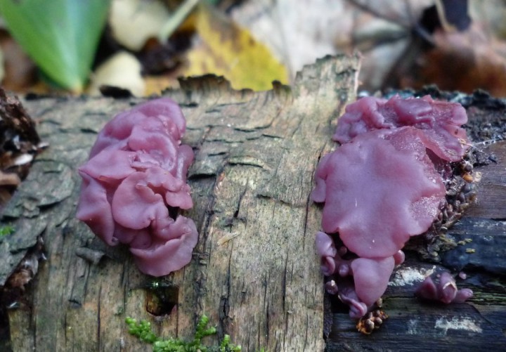 copie de L1240906.JPG