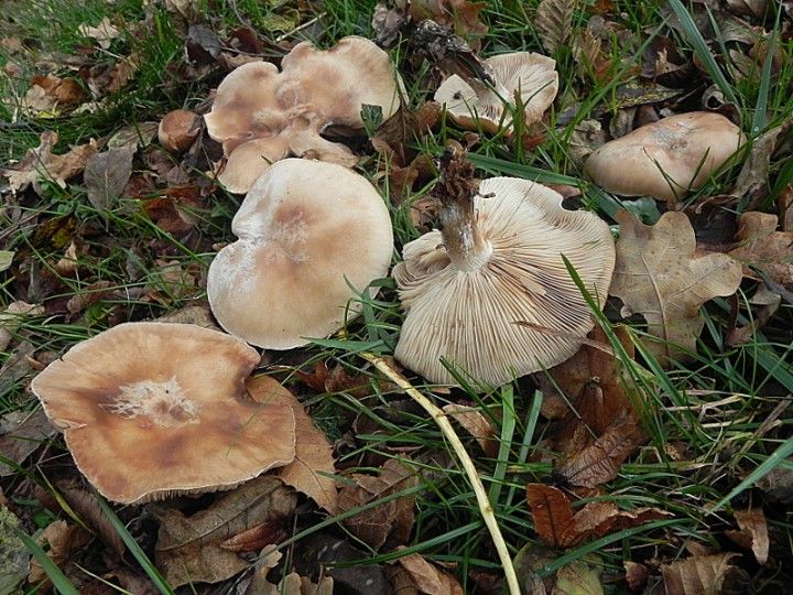 DSCN7964b.JPG