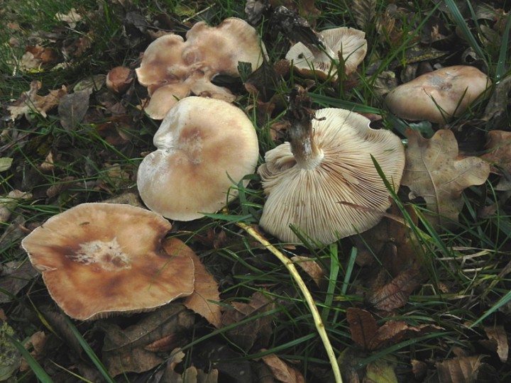 DSCN7965b.JPG
