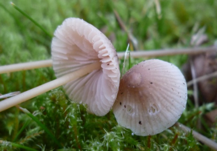 copie de L1250221.JPG