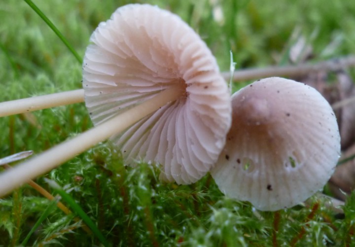 copie de L1250222.JPG