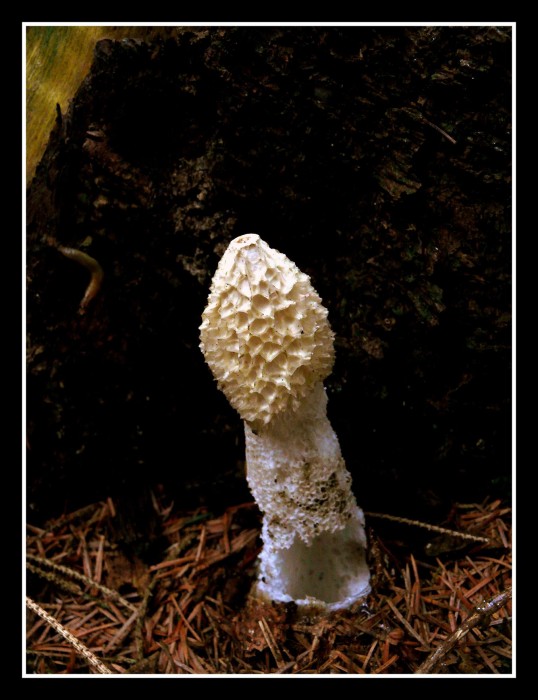 champ bois l'eveque 207.JPG