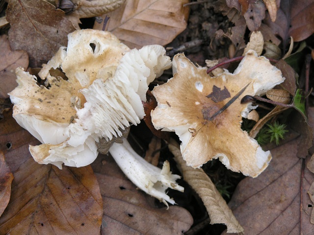 P1010296.JPG
