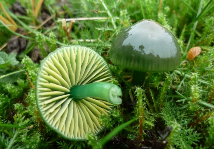 copie de L1250335.JPG