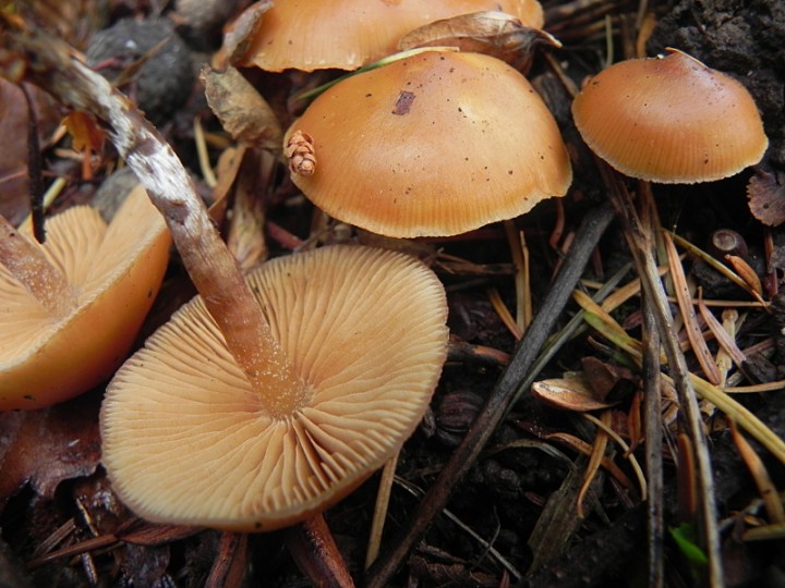 DSCN7969b.JPG