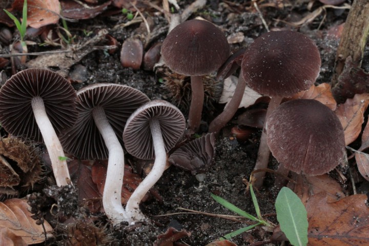 Copie de _MG_6931.JPG