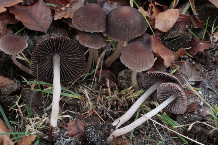 Copie de _MG_6942.JPG