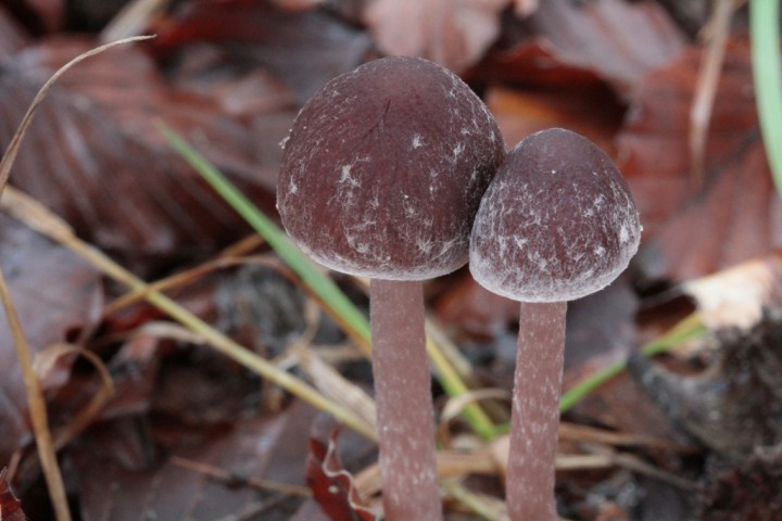 Copie de _MG_6944.JPG