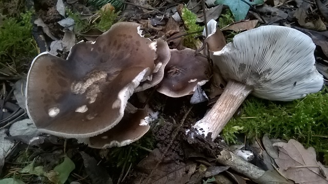 WP_20161127_005.jpg