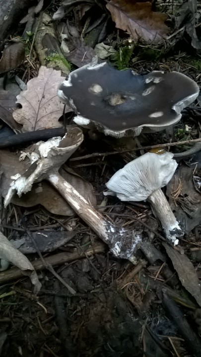 WP_20161127_001.jpg