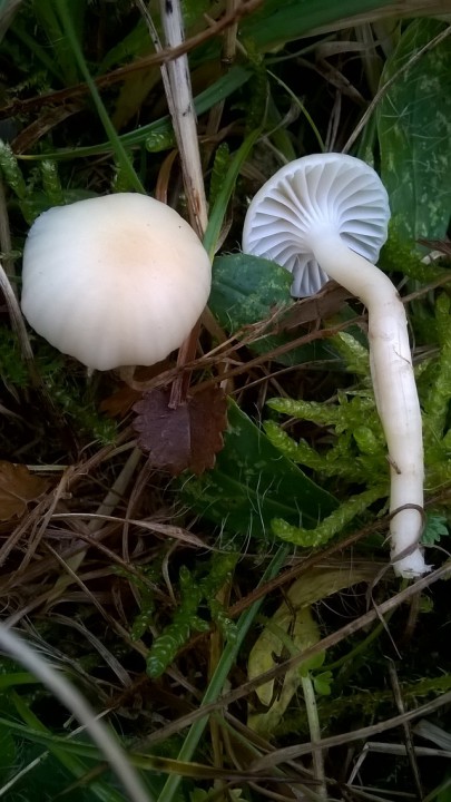 WP_20161127_011.jpg