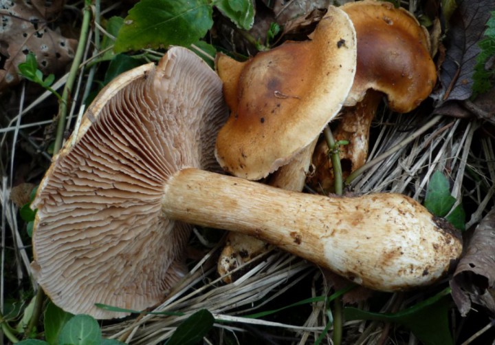copie de L1250472.JPG
