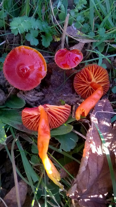 WP_20161130_008.jpg