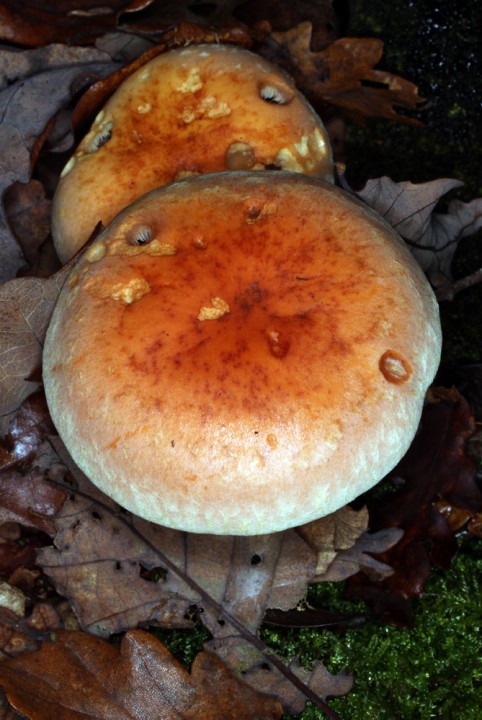 Champignons - x 6 - Anjou Layon red 1.jpg