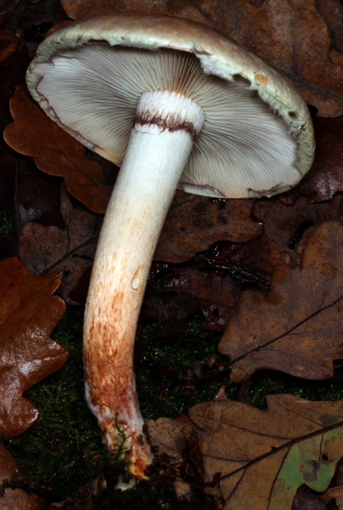 Champignons - x 6 - Anjou Layon red 2.jpg