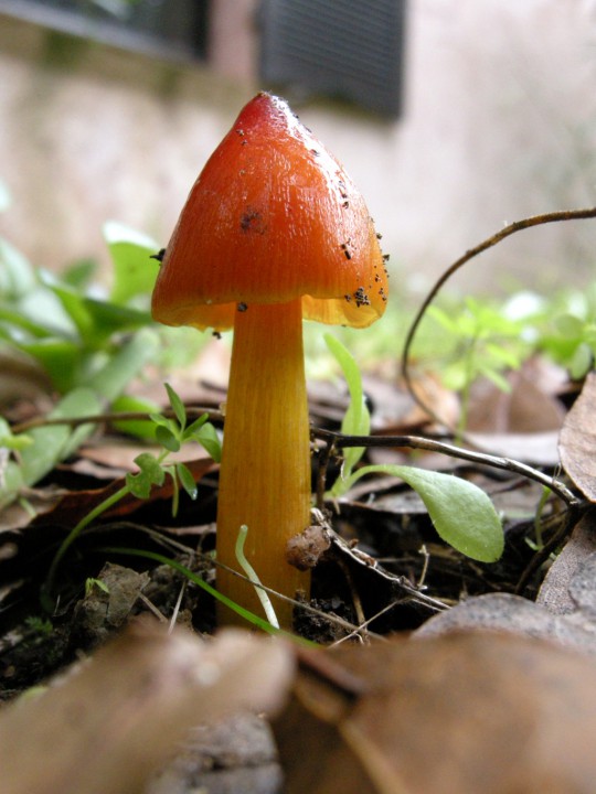 Cliquer sur l'image pour agrandir