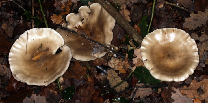 Champignons - Tricholomatacées - Clitocybe nebularis - red 1.jpg