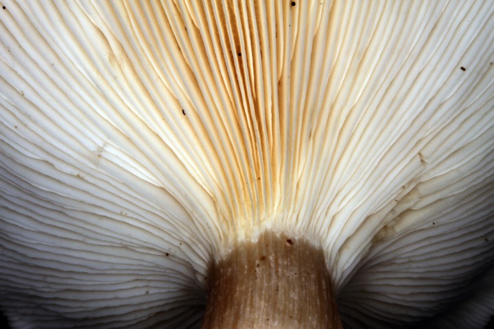 Champignons - Tricholomatacées - Clitocybe nebularis - red 3.jpg