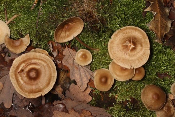 Champignons - x 7 - Anjou Layon red 1.jpg