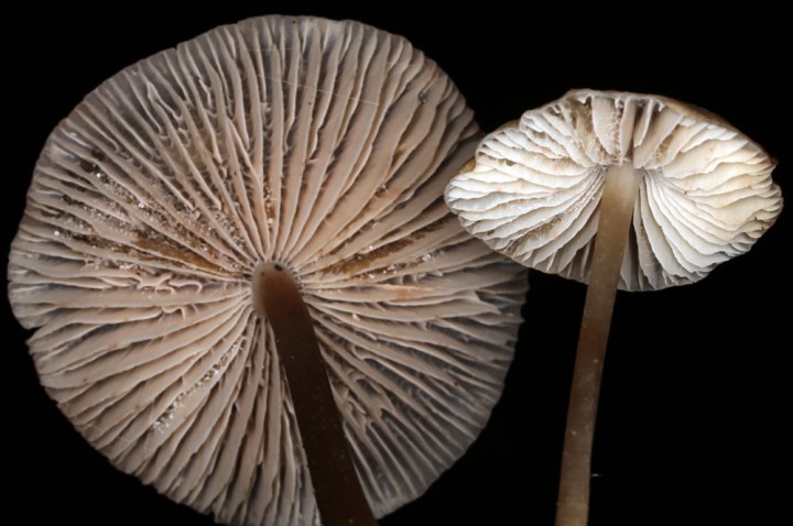 Champignons - x 7 - Anjou Layon red 2.jpg