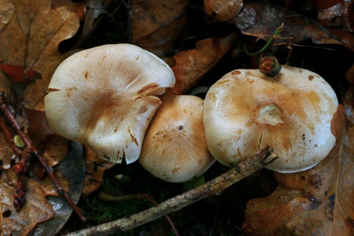 P1040805champi1024WB.jpg