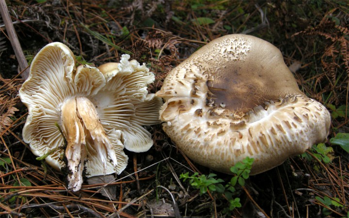 Cliquer sur l'image pour agrandir