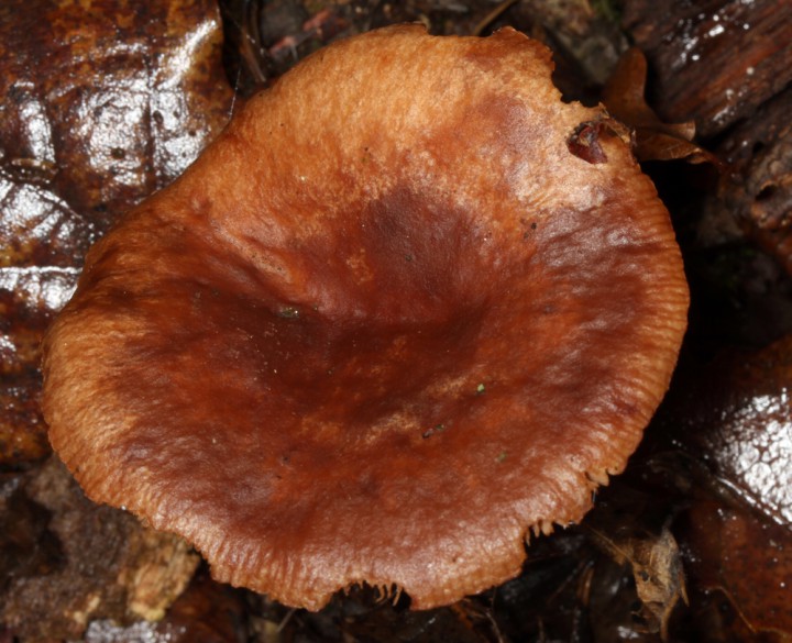 Champignon 3 - Anjou red 1.jpg