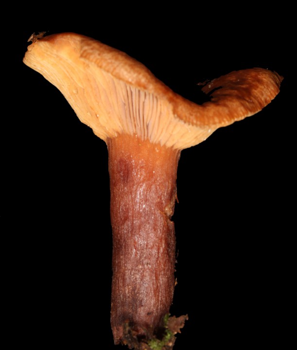 Champignon 3 - Anjou red 3.jpg