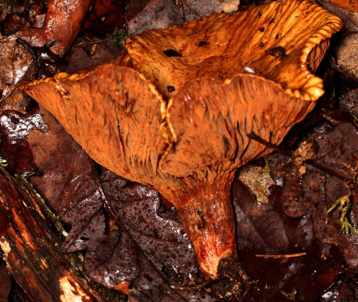 Champignon 3 - Anjou red 5.jpg