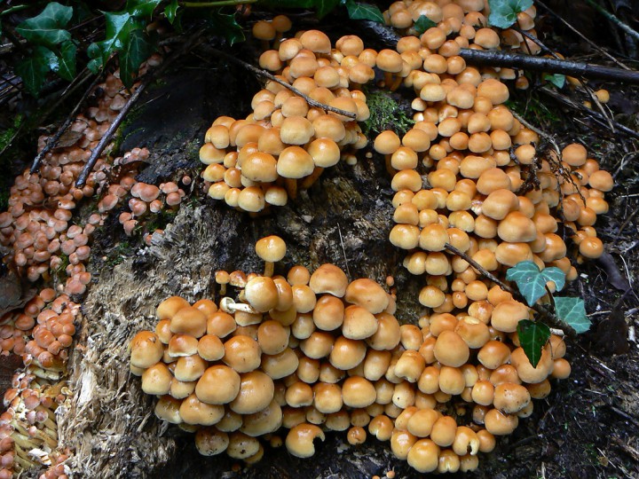 Octobre 2012 Forêt de Maumusson (44)