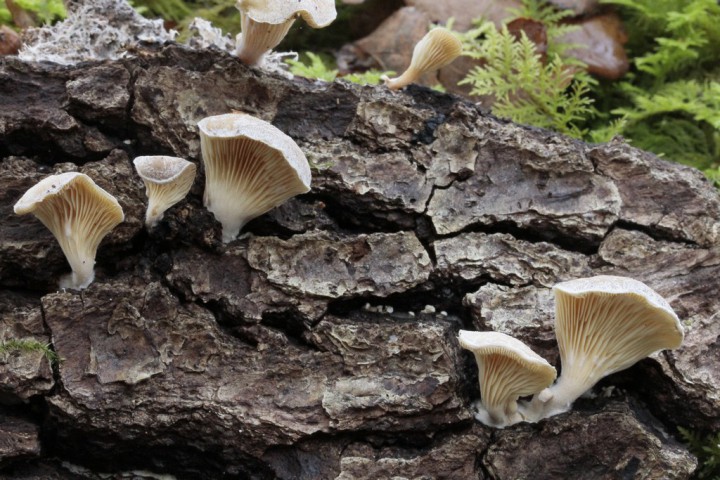 CHN   Hohenbuehelia auriscalpium.JPG