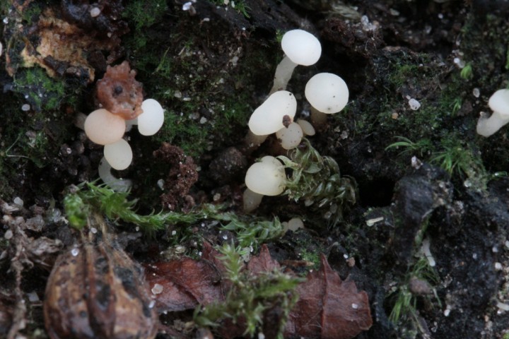 Cudoniella acicularis.JPG