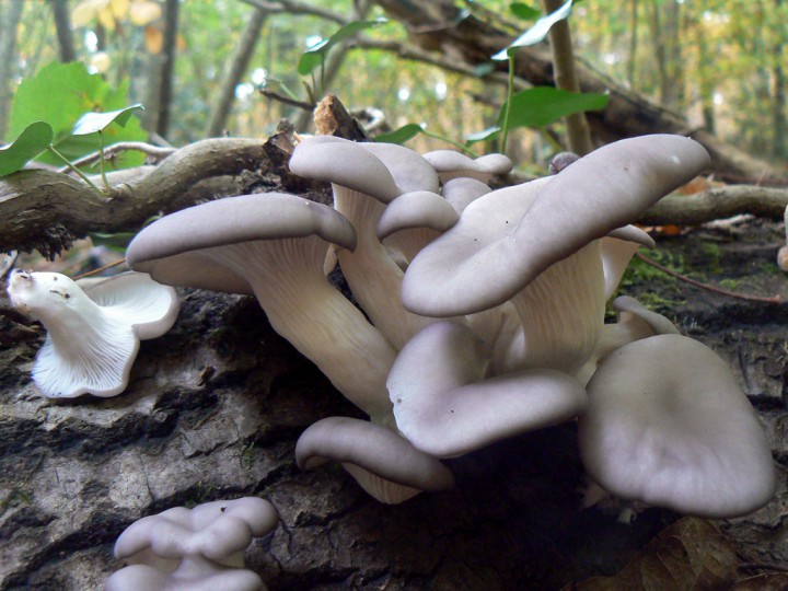 Octobre 2015 Forêt de Maumusson (44)