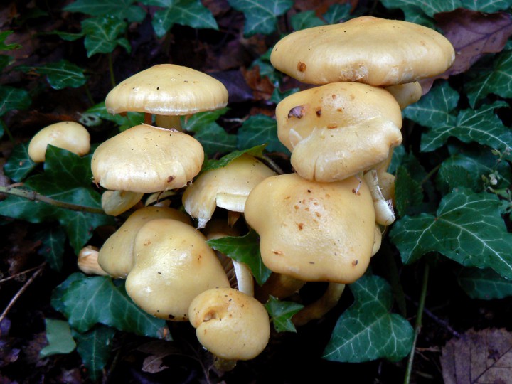 Octobre 2013 Forêt de St Mars la Jaille (44)