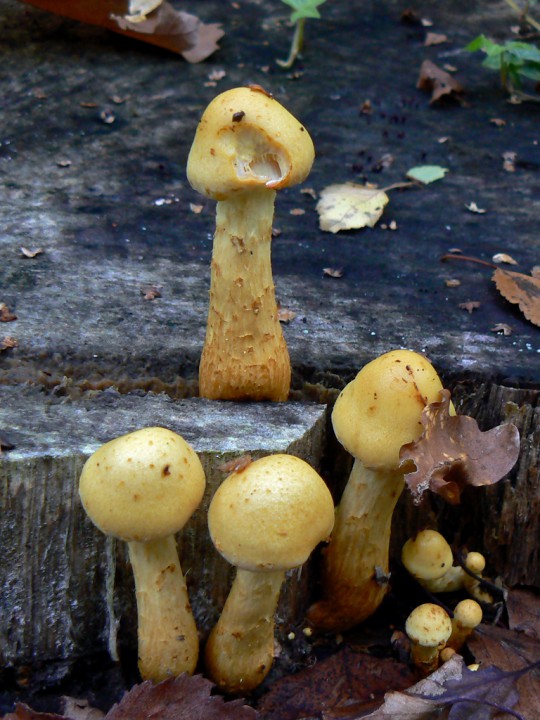 Octobre 2010 Forêt de St Mars la Jaille (44)
