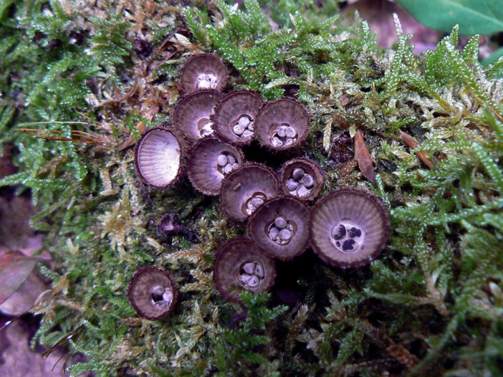 Septembre 2011 Forêt de Chandelais (49)