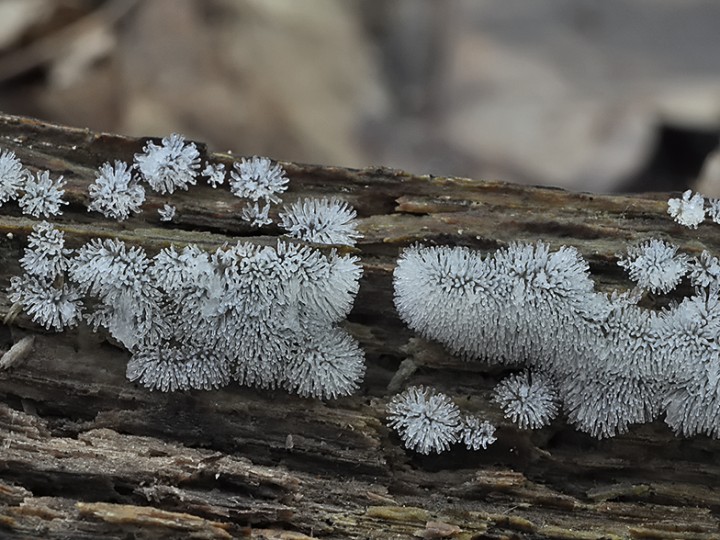 Ceratiomyxa_fruticulosa.jpg