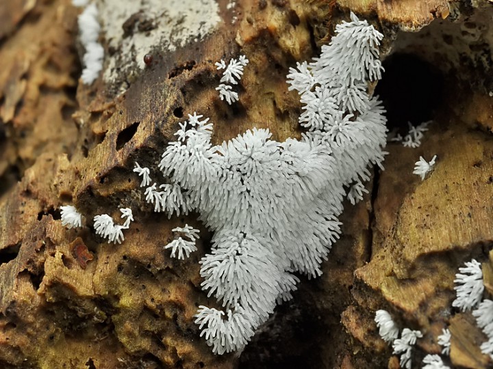 Ceratiomyxa_fruticulosa_2.jpg