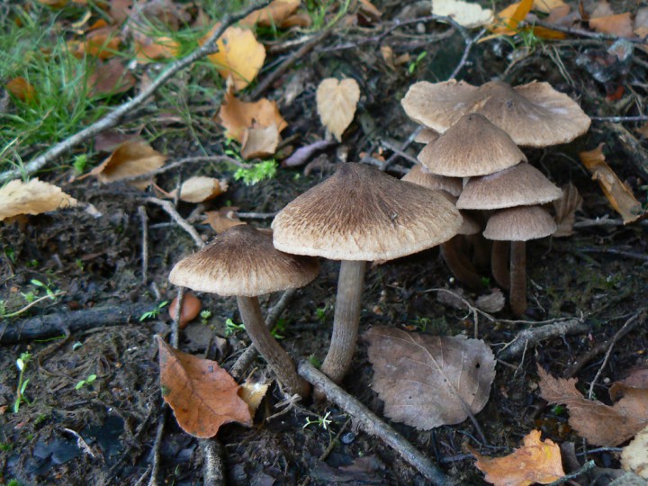 Septembre 2013 Forêt de Domnaiche (44)