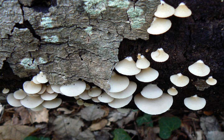 Septembre 2012 Forêt de St Mars la Jaille (44)