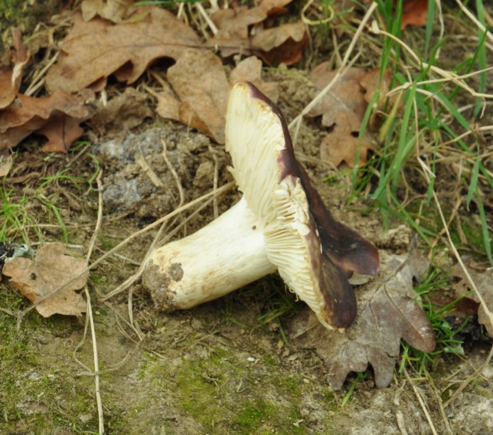 DSC_0890.JPG