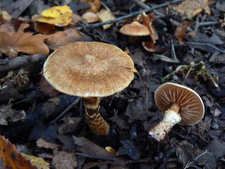Septembre 2013 Forêt de Domnaiche (44)