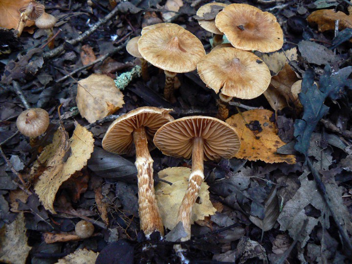 Septembre 2013 Forêt de Domnaiche (44)