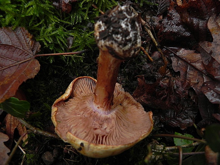 DSCN7905b.JPG