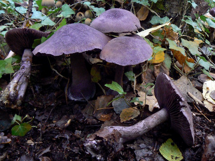 Octobre 2013 Forêt de St Mars la Jaille (44)