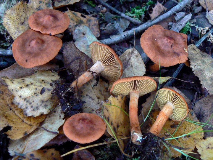 Septembre 2013 Forêt de Domnaiche (44)