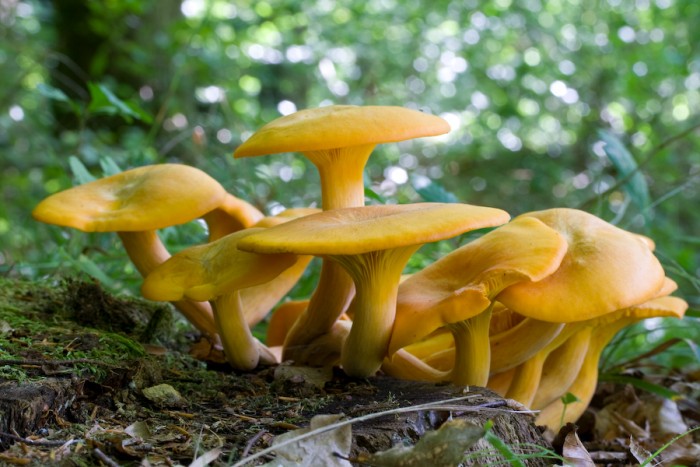 080830_omphalotus_illudens_7.jpg