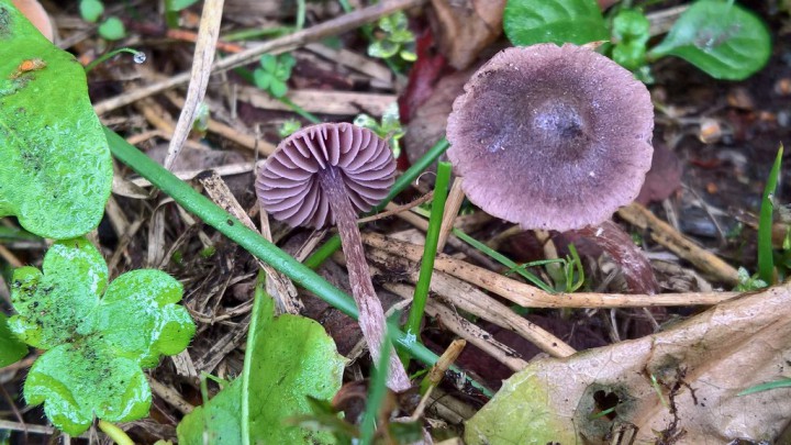 Cortinarius lilacinopusillus.jpg