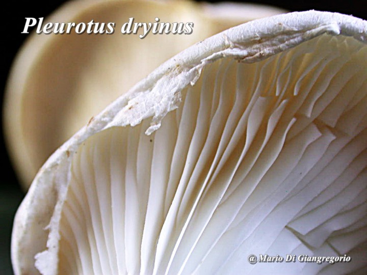 001 Pleurotus dryinus   11 octobre 2010 084.jpg